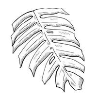 monstera blad tekening. grafisch zwart en wit hand getekend vector illustratie.