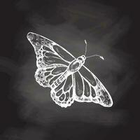 hand- getrokken vlinder schetsen. monochroom insect tekening Aan schoolbord achtergrond. zwart en wit wijnoogst element. vector schetsen. gedetailleerd retro stijl.