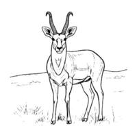 antilope kleur Pagina's voor kinderen vector