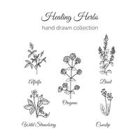 Holistische geneeskunde. Healing Herbs Illustration. vector