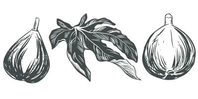 rijp fig en blad, vector illustratie. zoet fruit, hand- getrokken in gravure stijl. tekening in zwart inkt Aan een wit achtergrond. beeld voor verpakking ontwerp, logo.