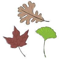 vector hand- getrokken kleurrijk bladeren, suiker esdoorn, bur eik, ginko