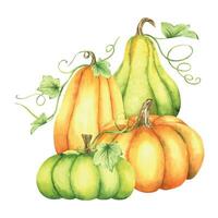 rijp oranje en groen pompoenen en bladeren. boerderij biologisch herfst groenten. herfst decoratie. geïsoleerd. waterverf illustratie. het is perfect voor dankzegging en halloween kaarten of posters vector