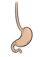 menselijk maag intern spijsvertering systeem orgaan vector