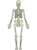 menselijk lichaam botten anatomie skelet model- vector