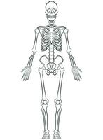 schetsen menselijk biologie skelet systeem diagram vector