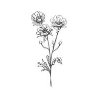 hand- getrokken anemoon schetsen. monochroom bloem tekening. zwart en wit wijnoogst element. vector schetsen. gedetailleerd retro stijl.