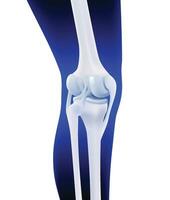 3d illustratie van achterste ligament van menselijk knie bot Aan donker blauw been silhouet achtergrond. vector