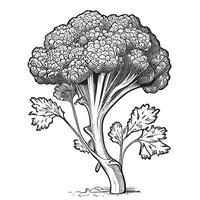 broccoli kool schetsen hand- getrokken in tekening stijl vector illustratie