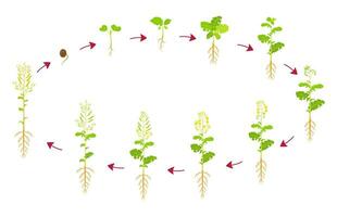 canola groei fiets. ontwikkeling fasen van koolzaad zijn van zaad naar oogst. groeit oliehoudende zaden gewassen. vector