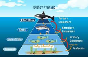 diagram met arctische energiepiramide voor onderwijs vector