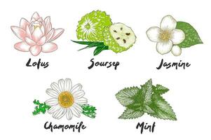 vector gegraveerde biologisch kruiden, specerijen en bloemen verzameling voor affiches, decoratie, verpakking, logo. hand- getrokken kleurrijk schetsen geïsoleerd Aan wit achtergrond. gedetailleerd wijnoogst houtsnede tekening.