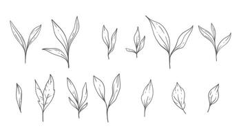 groen lijn kunst, prima lijn bladeren hand- getrokken illustratie. botanisch kleur bladzijde. schets bladeren geïsoleerd Aan wit vector