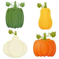 verschillend kleur pompoenen reeks herfst oogst vector