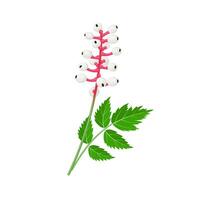 vector illustratie, wit baneberry of actaea Pachypoda, ook bekend net zo poppen oog, geïsoleerd Aan wit achtergrond.