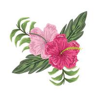 bloemen hibiscus bladeren gebladerte geïsoleerd ontwerp vector