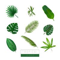 Vector tropische bladeren isoleren op wit. Palma, bamboe, exotische planten