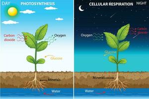 fotosynthese en cellulair ademhaling vector