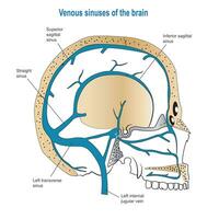 veneus sinussen van de hersenen bekeken van de Rechtsaf kant, medisch vlak vector illustratie voor kliniek of onderwijs.