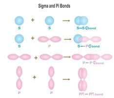 sigma en pi obligaties vector