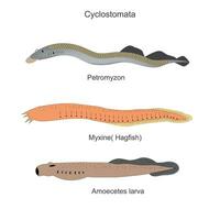 cyclostomata, een groep van gewervelde dieren dat omvat de leven kaakloos vissen. lamprei of petromyzon, mijnxine, slijmprik of glutinosa zijn de voorbeelden. vector illustratie.