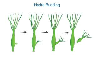 wetenschap van hydra ontluikend.aseksueel reproductie van hydra.educatief materiaal voor les van zoölogie. plantkunde illustratie. vector