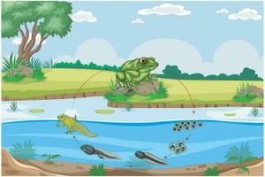 leven fiets van kikker met onderscheiden stadia bij betrekken eieren, kikkervisjes, metamorfose en volwassen kikkers vector