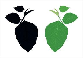 zwart en groen blad reeks geïsoleerd Aan wit achtergrond, groen bladeren van tropisch groen monstera blad geïsoleerd Aan wit achtergrond, vector