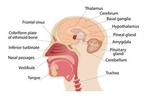 lengte- sectie van de brein, neus. menselijk anatomie. medisch poster vector
