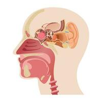 de midden- een deel van de menselijk hoofd, de anatomie van de menselijk neus, en de intern structuur van de oren. infographics van menselijk zin organen en geneeskunde vector