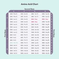 amino zuur codon tafel genoom wetenschappen vector grafisch