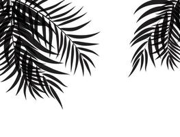 beautifil palmboom blad silhouet achtergrond vectorillustratie vector