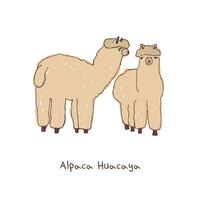 twee alpaca's hand- getrokken tekening vector illustratie.