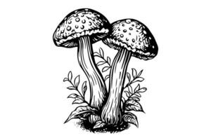 vlieg agaric of amanita champignons groep groeit in gras gravure stijl. vector illustratie.