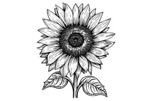 vector gravure stijl tekening vector illustratie van zonnebloem. inkt schetsen.