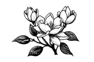 hand- getrokken magnolia bloem inkt schetsen. gravure stijl vector illustratie.