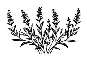 bloemen botanisch lavendel bloem hand- getrokken inkt schetsen. vector gravure illustratie.