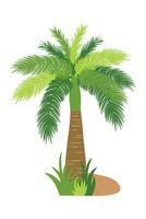 palm boom illustratie in vlak stijl geïsoleerd in wit achtergrond. tropisch zomer fabriek illustratie. vector