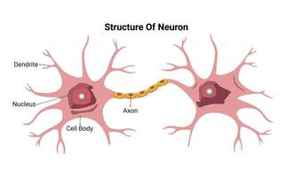 neuron structuur vector ontwerp illustratie