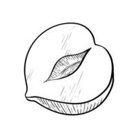 hazelnoot een kernel voor de helft gemakkelijk icoon in schetsen stijl. uitgebroed noten voor verpakking of etiketten vector
