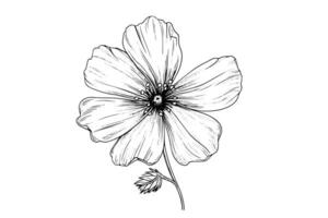 geïsoleerd cosmea vector illustratie element. zwart en wit gravure stijl inkt kunst.