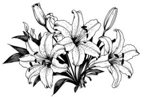 monochroom zwart en wit boeket lelie geïsoleerd Aan wit achtergrond. hand getekend vector illustratie.