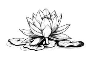 een lotus lelie water bloem in een wijnoogst houtsnede gegraveerde etsen stijl vector illustratie.