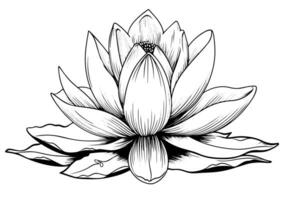 een lotus lelie water bloem in een wijnoogst houtsnede gegraveerde etsen stijl vector illustratie.