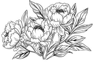 pioen bloem en bladeren tekening. vector hand- getrokken gegraveerde inkt illustratie