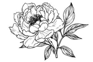 pioen bloem en bladeren tekening. vector hand- getrokken gegraveerde inkt illustratie