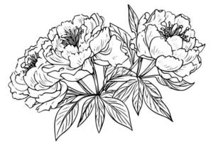 pioen bloem en bladeren tekening. vector hand- getrokken gegraveerde inkt illustratie