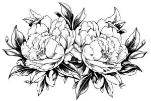 pioen bloem en bladeren tekening. vector hand- getrokken gegraveerde inkt illustratie