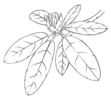 Afdeling van rododendron met niet in bloei bloemknoppen en bladeren. monochroom hand- getrokken illustratie, gebrandschilderd glas venster, kleur boek vector