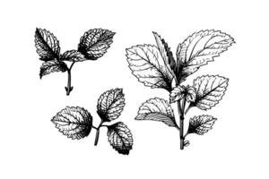 pepermunt schetsen. munt bladeren takken en bloemen gravure stijl vector illustratie